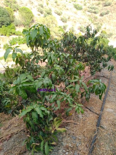 Parcela en venta Pasada de Granadillo, Málaga. Ref: 176. CANILLAS PROPERTIES