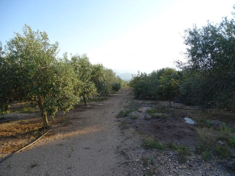 Finca rústica en venta Bitem, Tarragona. Ref: 13025. IMMOMAX