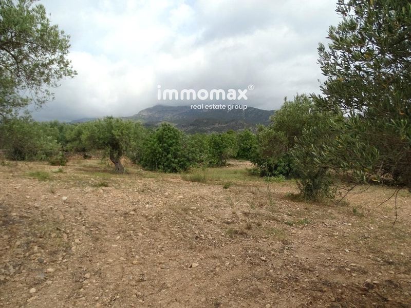 Finca rústica en venta Xerta, Tarragona. Ref: 13033. IMMOMAX