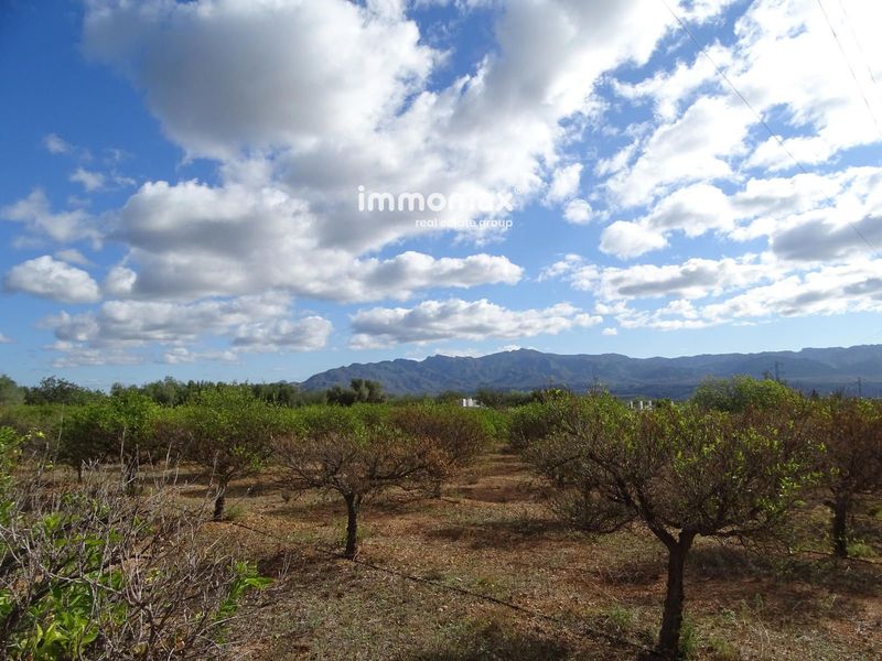 Finca rústica en venta Xerta, Tarragona. Ref: 16920. IMMOMAX