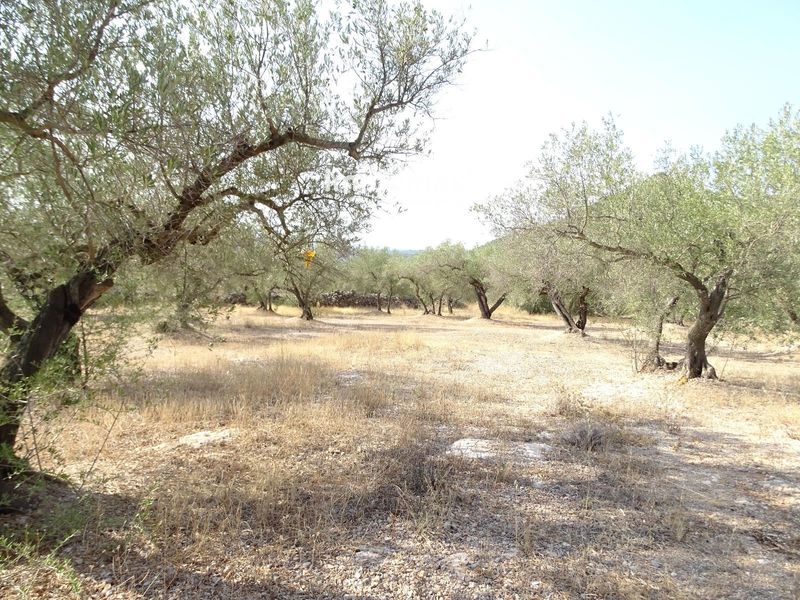 Finca rústica en venta Xerta, Tarragona. Ref: 17680. IMMOMAX