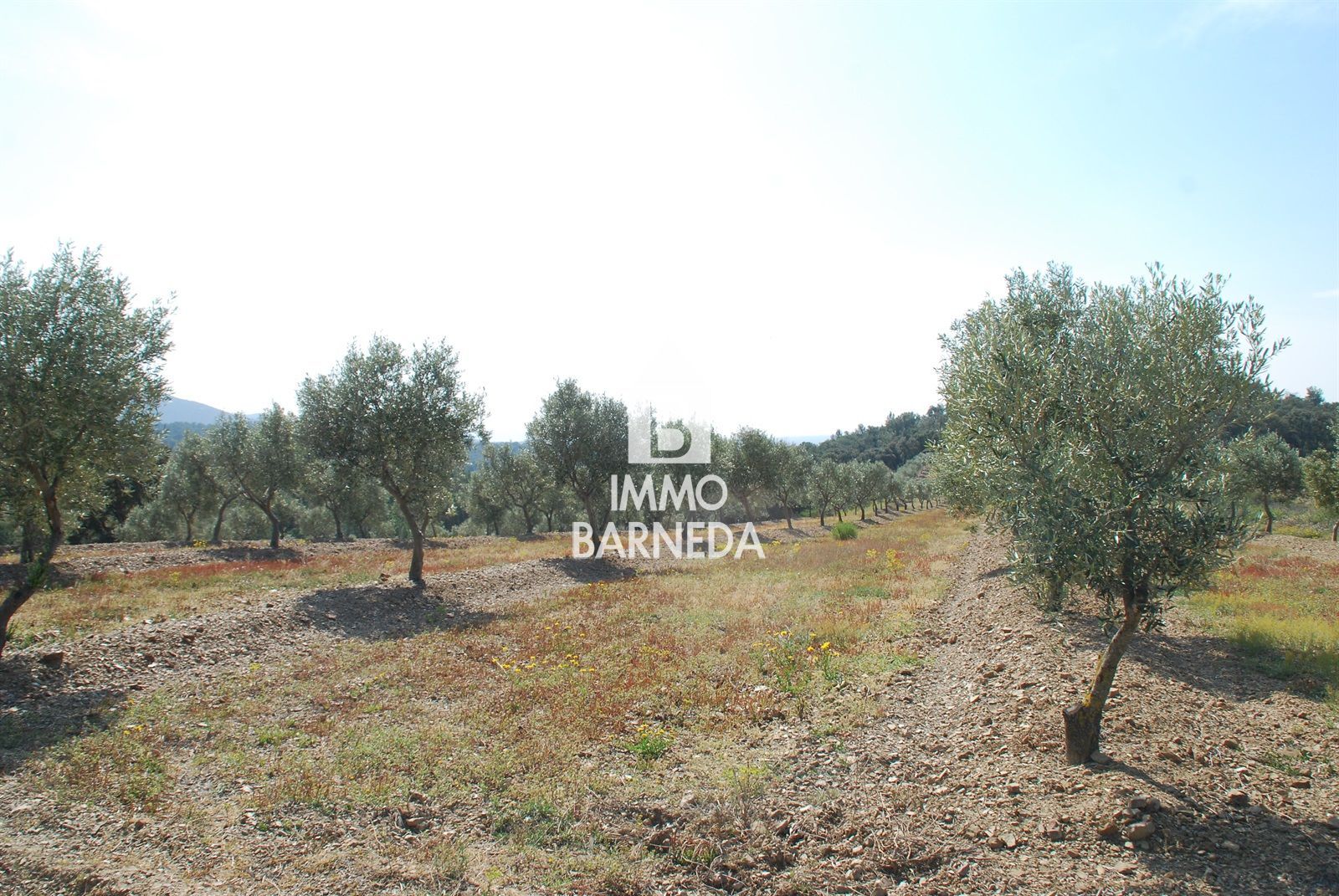 In Garriguella