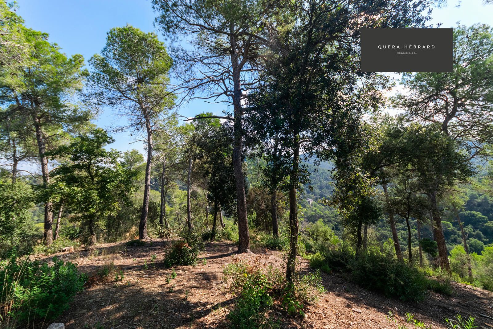 Bosque