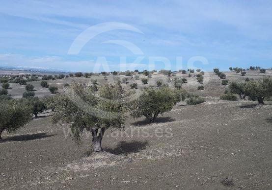 Terreno in vendita Alameda De La Sagra, Toledo. Ref: 13143. Inmobiliaria Akris