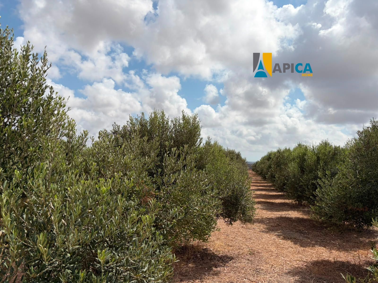 🌱 ¡PARCELA RÚSTICA SEGREGADA DE 2.396 m² VALLADA EN PAGO EL CUARTILLO (CHICLANA)! - Foto 3