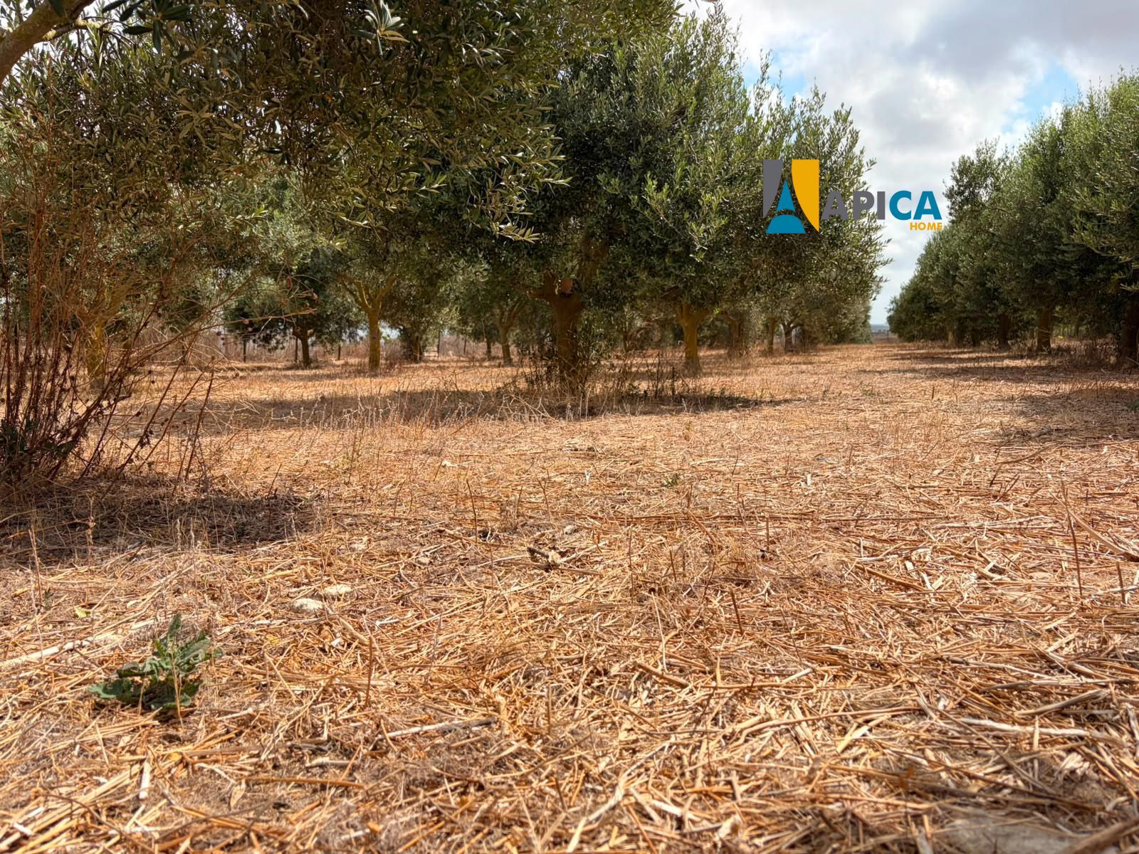 🌱 ¡PARCELA RÚSTICA SEGREGADA DE 2.396 m² VALLADA EN PAGO EL CUARTILLO (CHICLANA)! - Foto 4