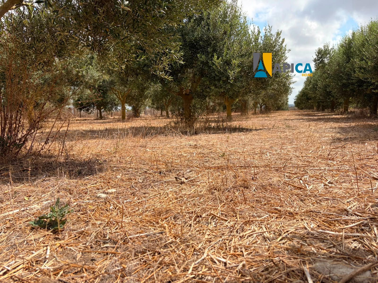 🌱 ¡PARCELA RÚSTICA SEGREGADA DE 2.396 m² VALLADA EN PAGO EL CUARTILLO (CHICLANA)! - Foto 5