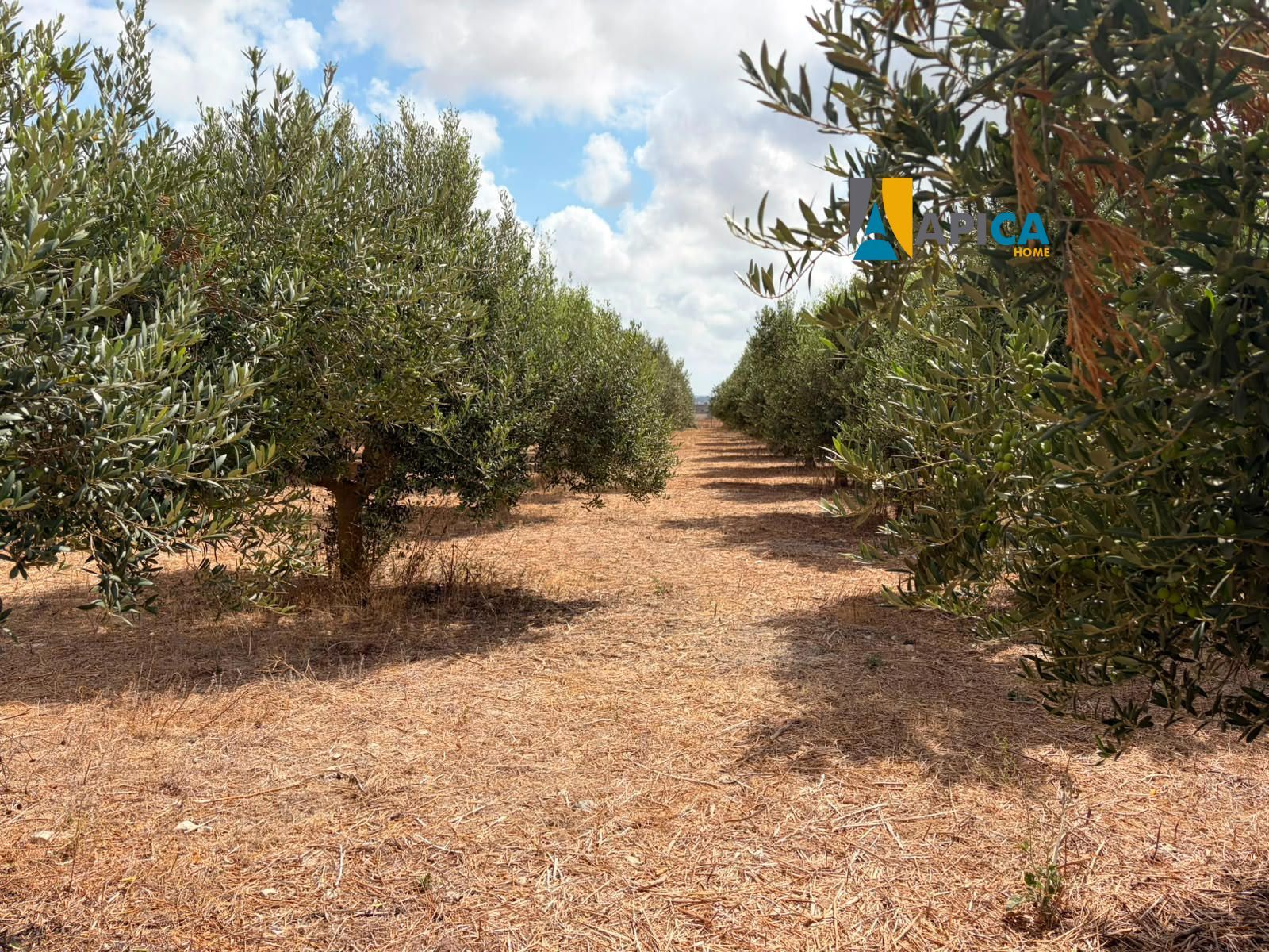 🌱 ¡PARCELA RÚSTICA SEGREGADA DE 2.396 m² VALLADA EN PAGO EL CUARTILLO (CHICLANA)! - Foto 6