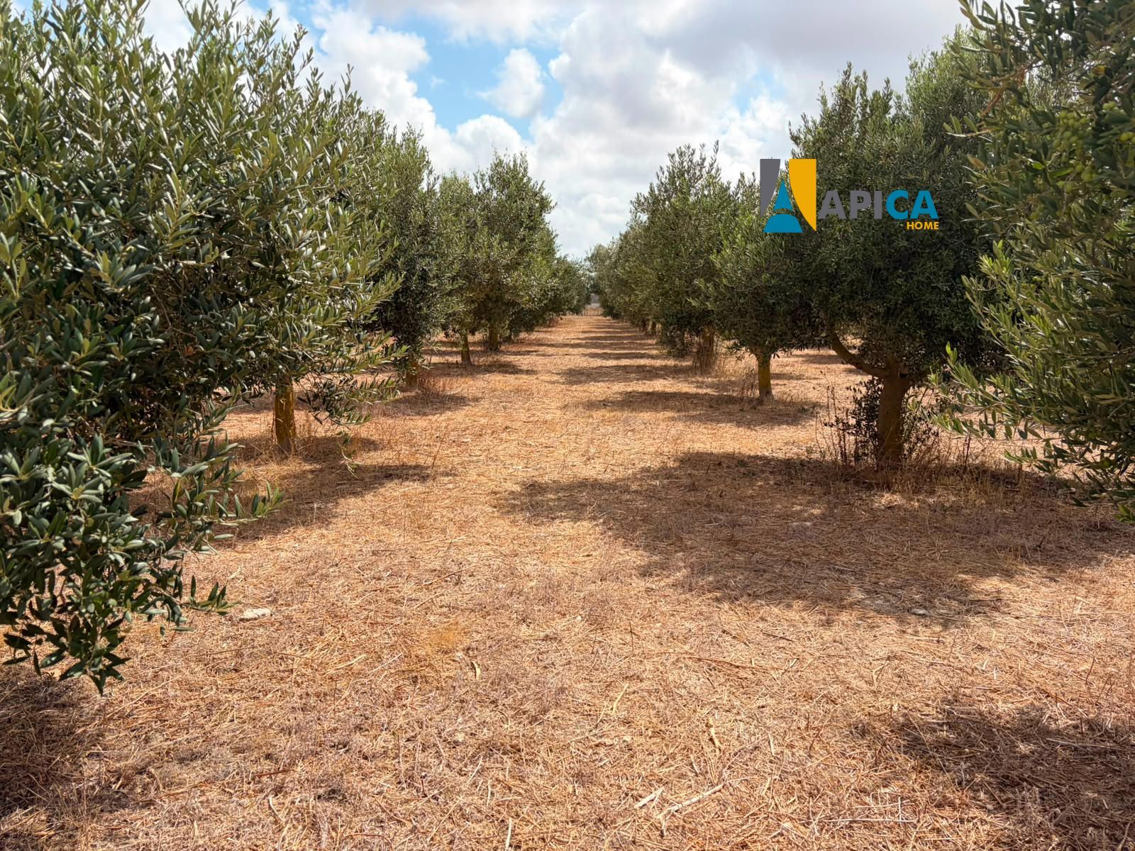 🌱 ¡PARCELA RÚSTICA SEGREGADA DE 2.396 m² VALLADA EN PAGO EL CUARTILLO (CHICLANA)! - Foto 7
