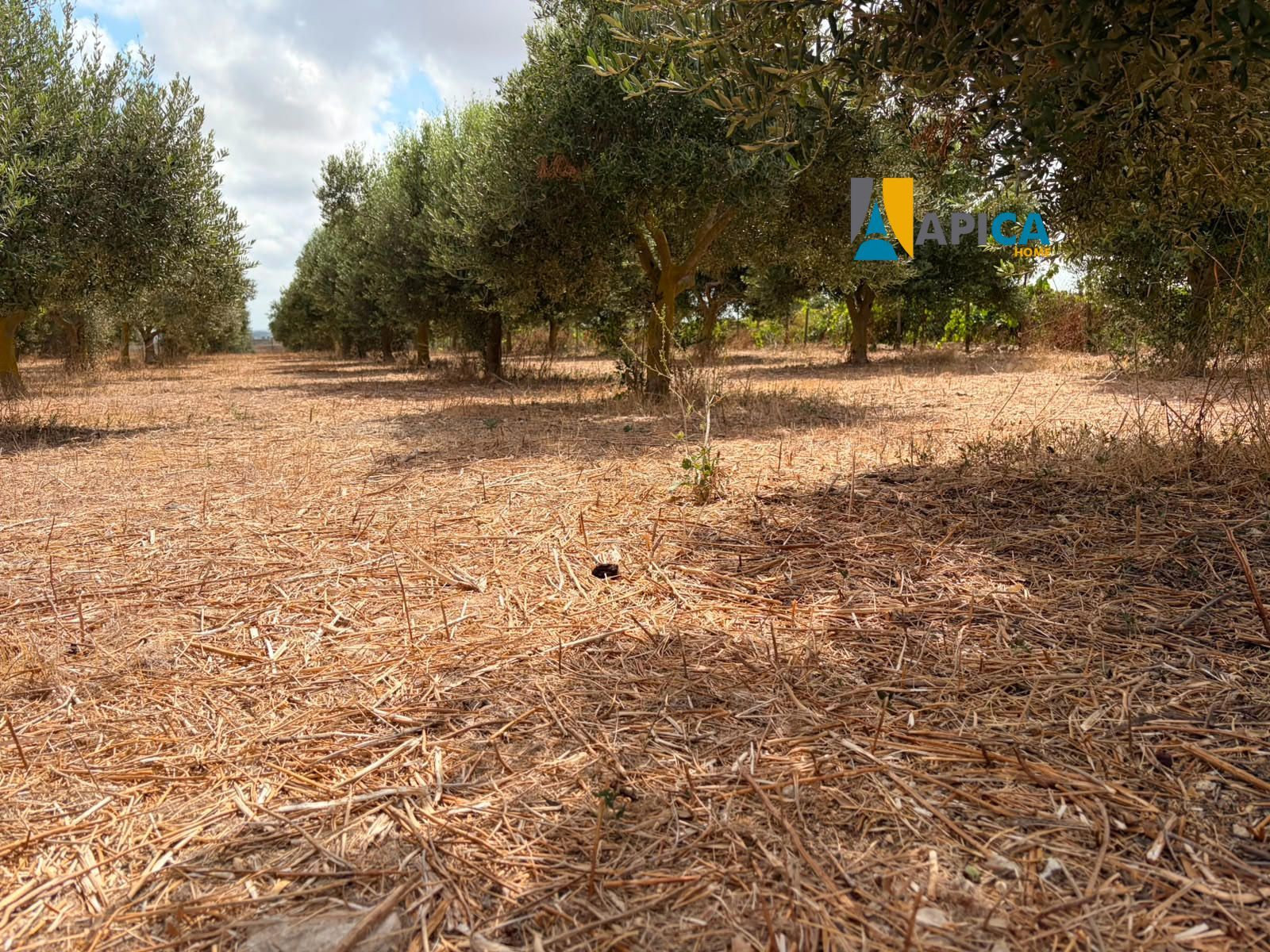 🌱 ¡PARCELA RÚSTICA SEGREGADA DE 2.396 m² VALLADA EN PAGO EL CUARTILLO (CHICLANA)! - Foto 8