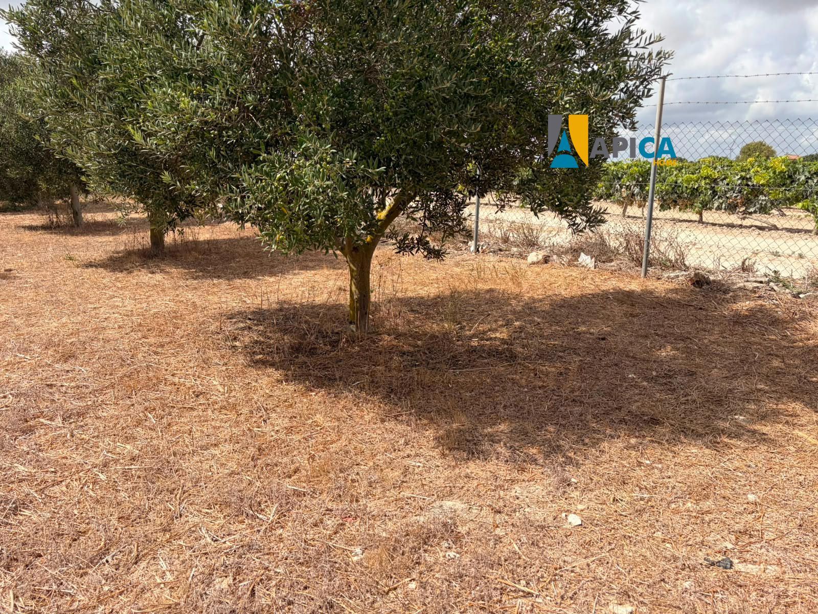🌱 ¡PARCELA RÚSTICA SEGREGADA DE 2.396 m² VALLADA EN PAGO EL CUARTILLO (CHICLANA)! - Foto 9