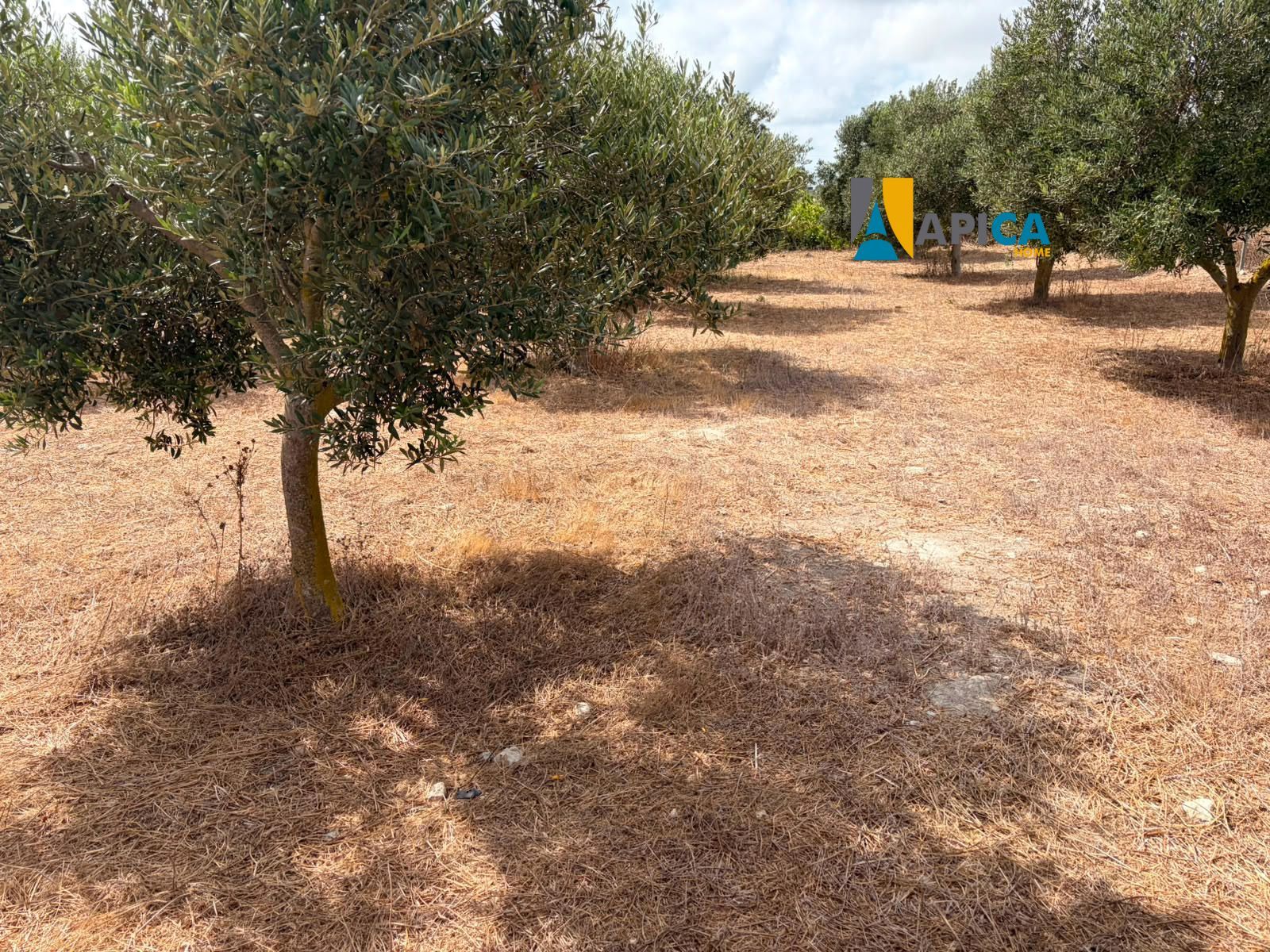 🌱 ¡PARCELA RÚSTICA SEGREGADA DE 2.396 m² VALLADA EN PAGO EL CUARTILLO (CHICLANA)! - Foto 10
