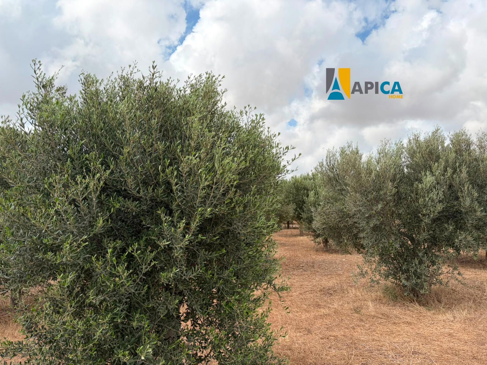 🌱 ¡PARCELA RÚSTICA SEGREGADA DE 2.396 m² VALLADA EN PAGO EL CUARTILLO (CHICLANA)! - Foto 11
