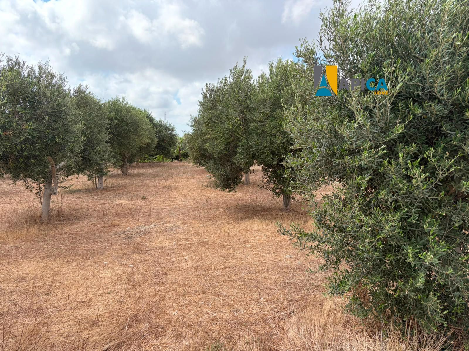 🌱 ¡PARCELA RÚSTICA SEGREGADA DE 2.396 m² VALLADA EN PAGO EL CUARTILLO (CHICLANA)! - Foto 12