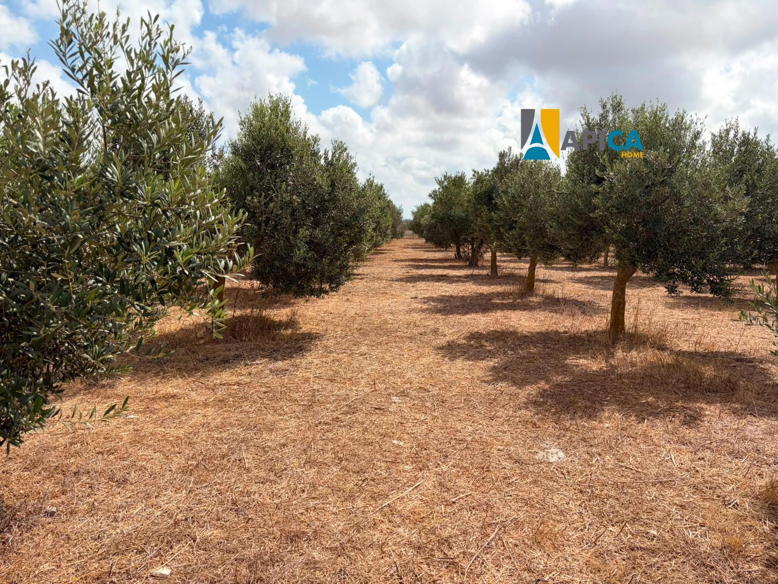 🌱 ¡PARCELA RÚSTICA SEGREGADA DE 2.396 m² VALLADA EN PAGO EL CUARTILLO (CHICLANA)! - Foto 13