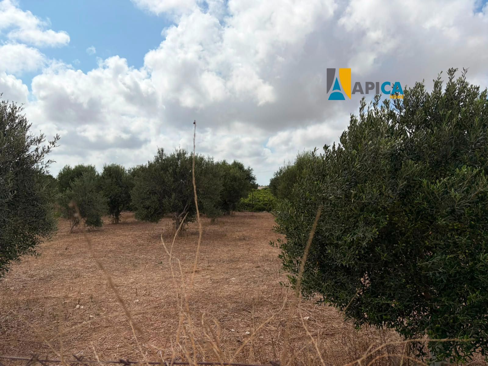 🌱 ¡PARCELA RÚSTICA SEGREGADA DE 2.396 m² VALLADA EN PAGO EL CUARTILLO (CHICLANA)! - Foto 14