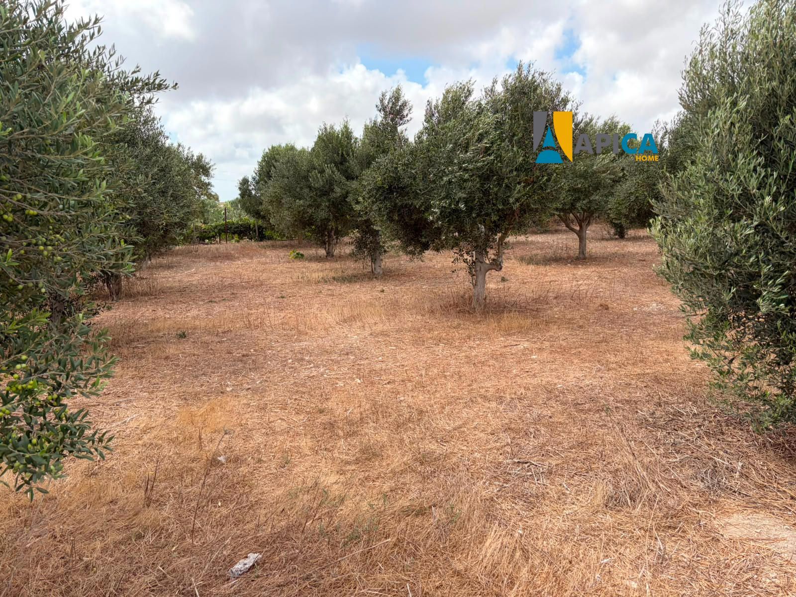 🌱 ¡PARCELA RÚSTICA SEGREGADA DE 2.396 m² VALLADA EN PAGO EL CUARTILLO (CHICLANA)! - Foto 2