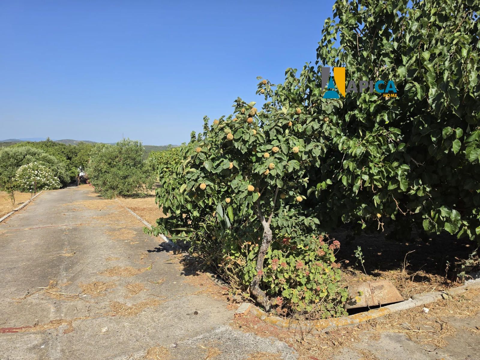 🏡 ¡PARCELA SEGREGADA DE 2.000 m² EN ZONA CAMILA, CHICLANA! - Foto 7