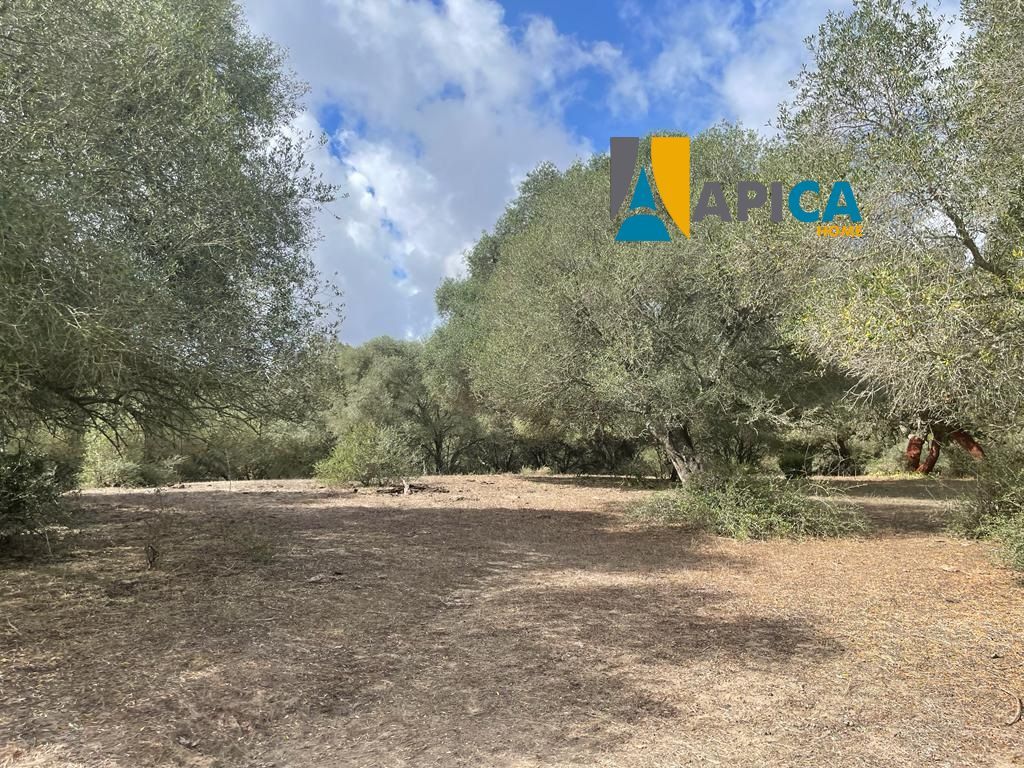 Parcela en venta Vejer de la Frontera, Cádiz. Ref: 8280. Apica Home