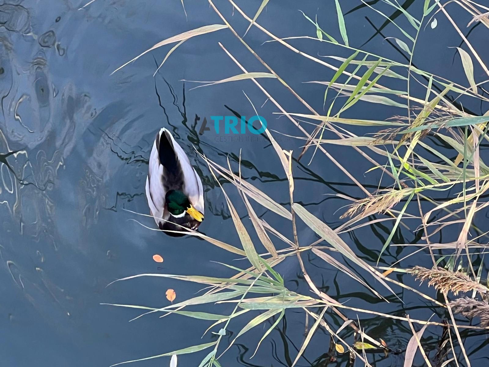 pisos en burgos · gamonal-4 239000€