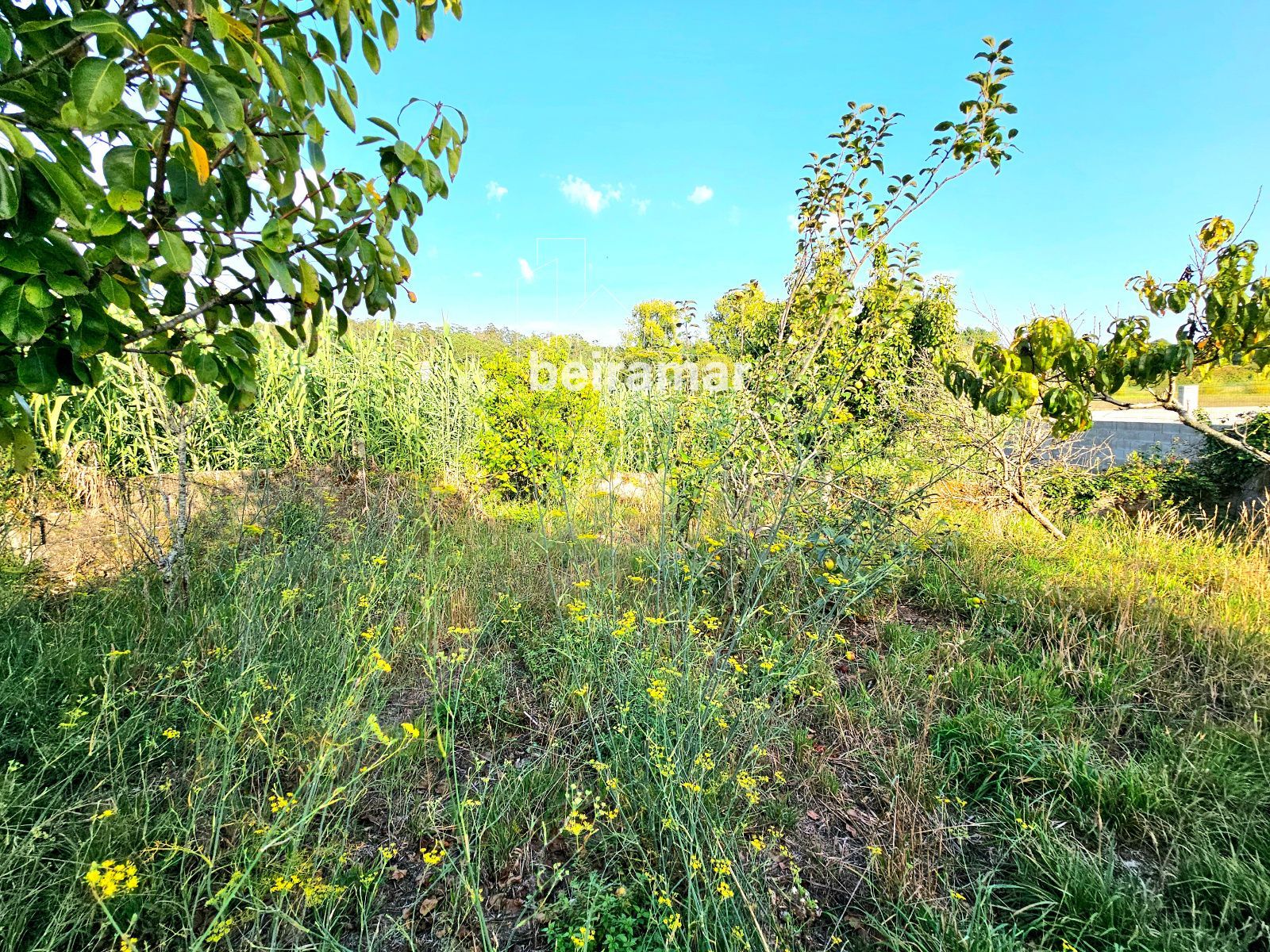 Casa de piedra con finca y vistas al mar en Carreira (Ribeira) – gran potencial de reforma - Foto 13