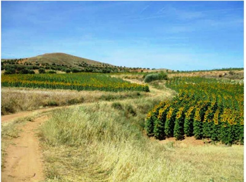 Parcela en venta Cañizar, Guadalajara. Ref: 60057. Bravo & López Inmobiliaria