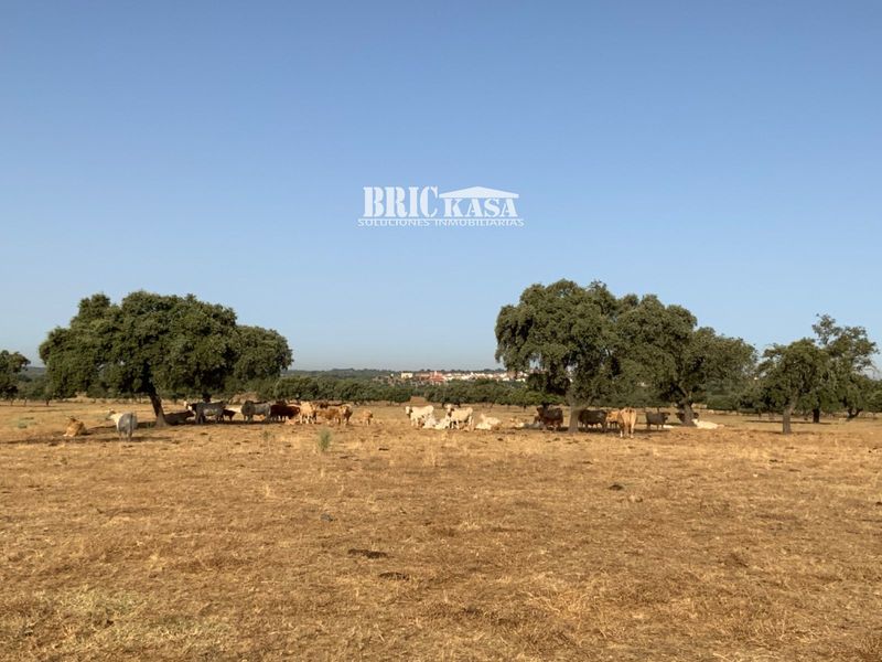 Finca en venta Badajoz. Ref: 1069. Brickasa