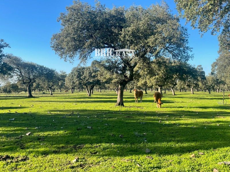 Finca en venta Cáceres. Ref: 1973. Brickasa