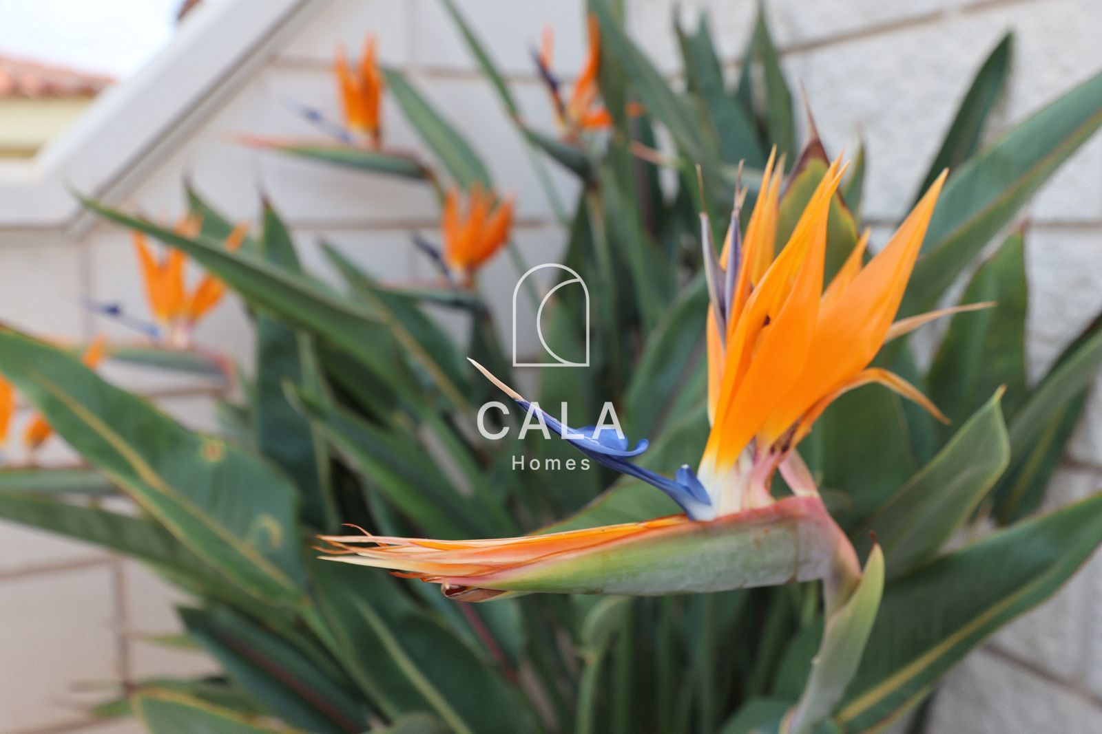 Beautiful Villa with Private Pool in Callao Salvaje