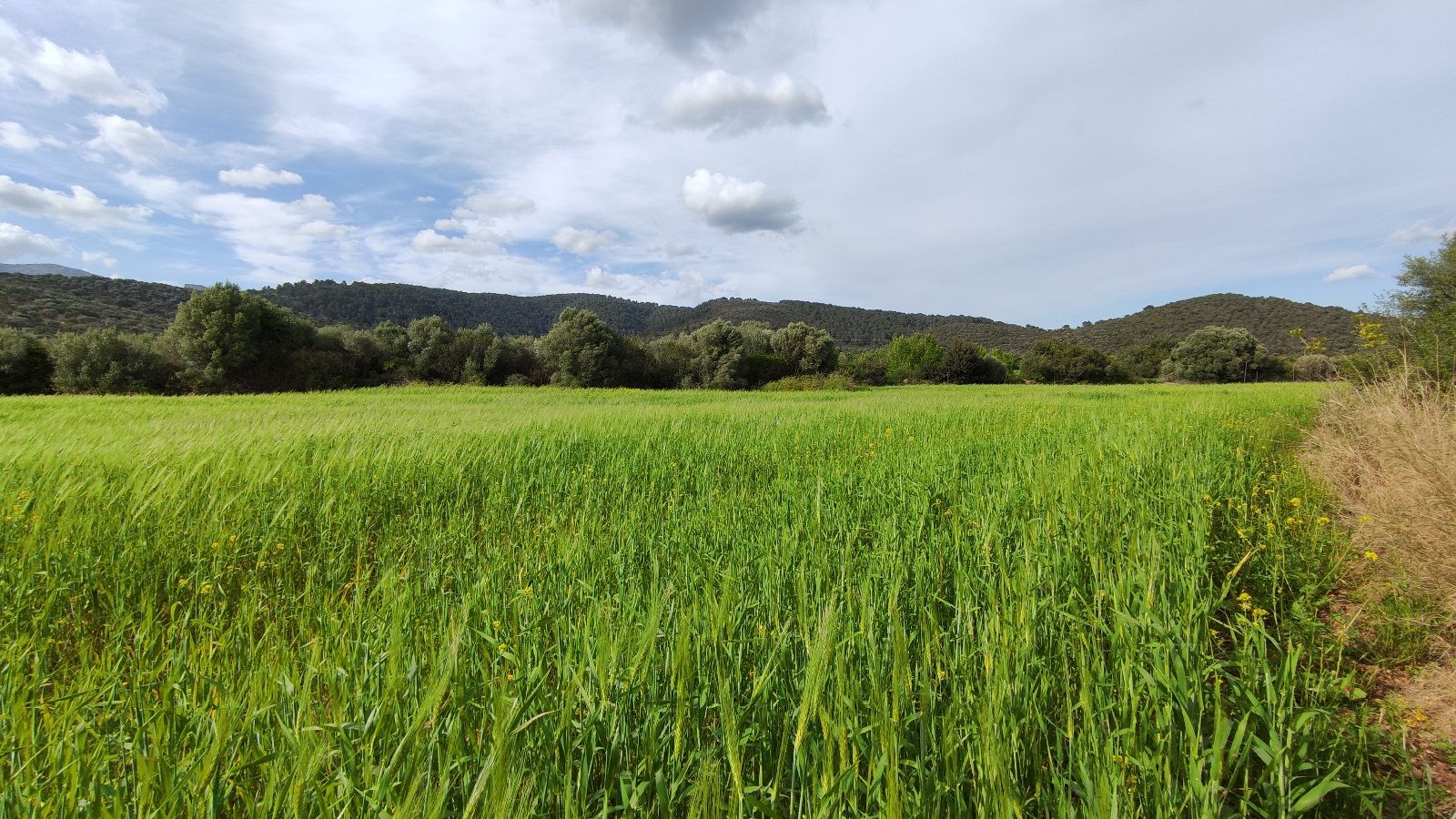 Terreno de 14.305 m2 en Campanet con pozo y luz