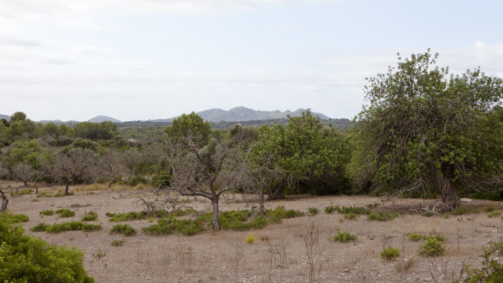 Extensa finca de 160.000 m2 en Artà con vistas al mar