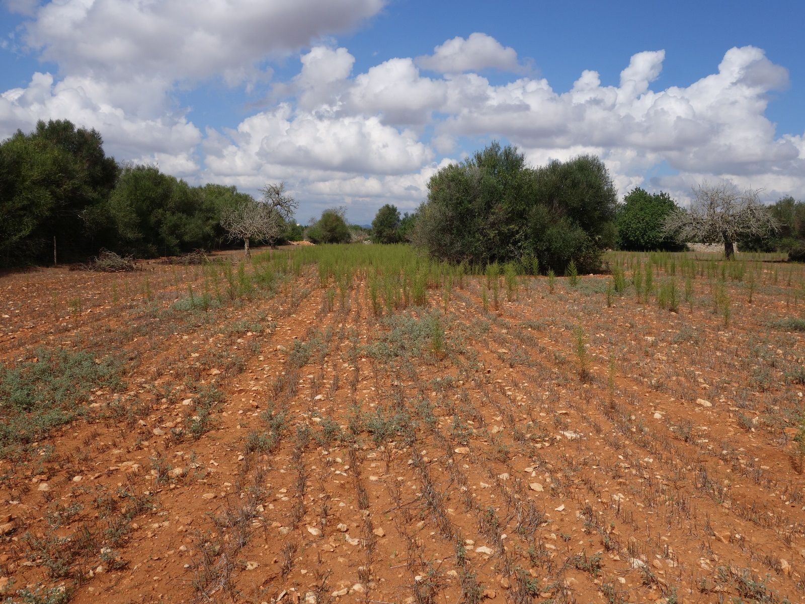 Finca privada de 15.300 m2 en Felanitx