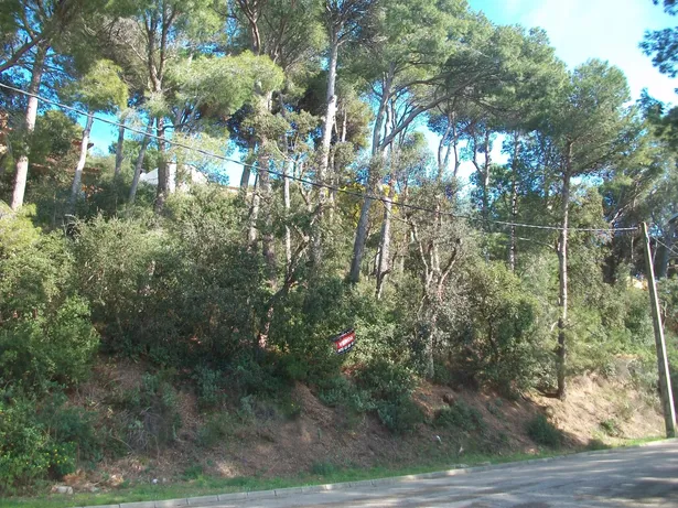 PUIGMAL 20