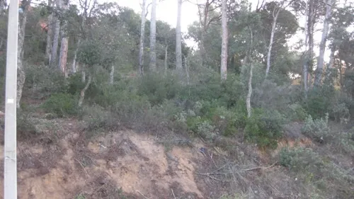 PARCELA PUIGMAL 66