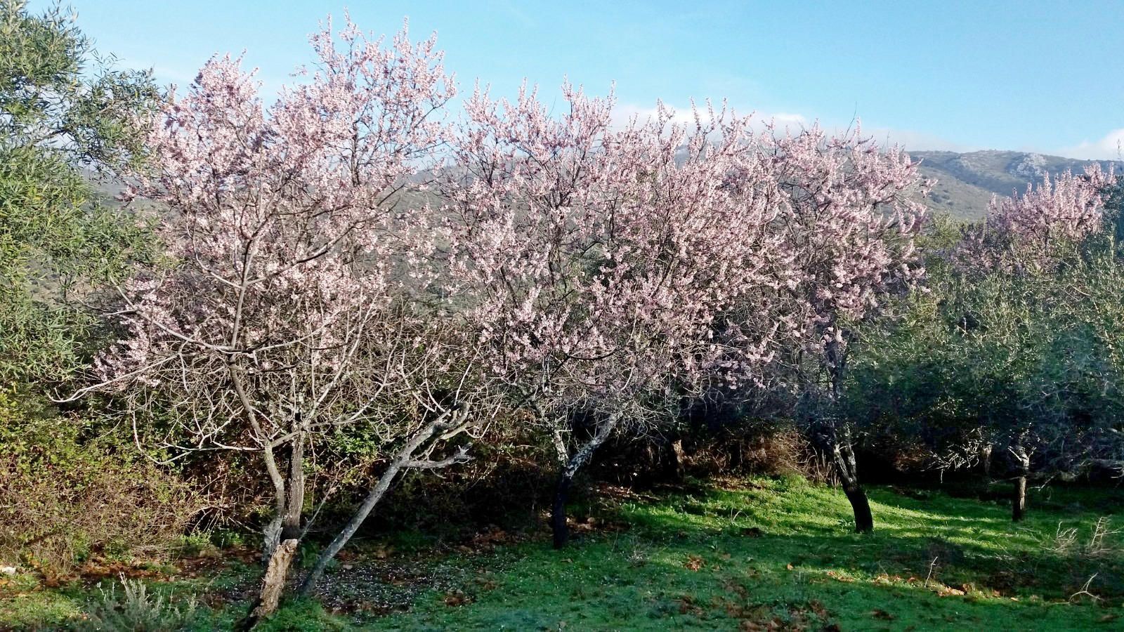 Finca Rústica en venta Atajate, Málaga. Ref: 11353. Domus Ronda