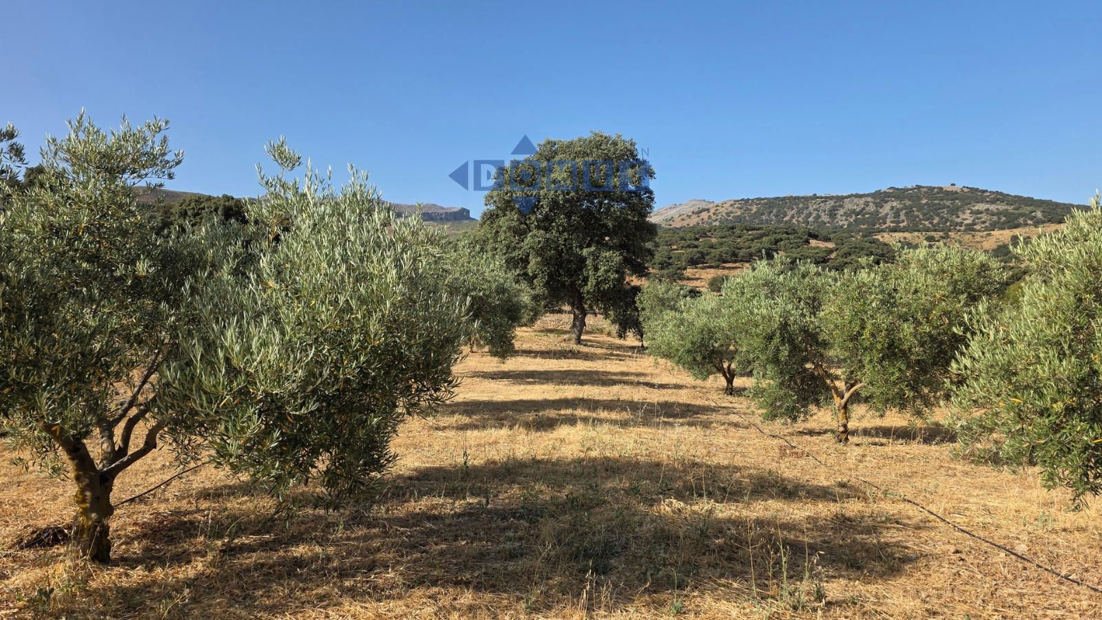 Rustic Plot for sale Ronda, Málaga. Ref: 11470. Domus Ronda