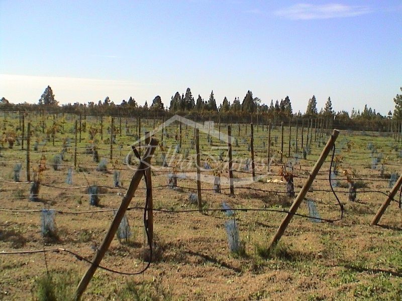 Terreno in vendita Vilaflor, Santa Cruz Tenerife. Ref: 5501. Elba Invest Inmobiliaria