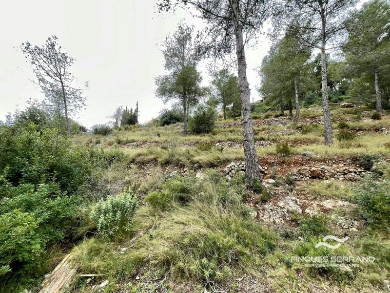 Parcela en venta La Bisbal del Penedes, Tarragona. Ref: 2507. Finques Serrano