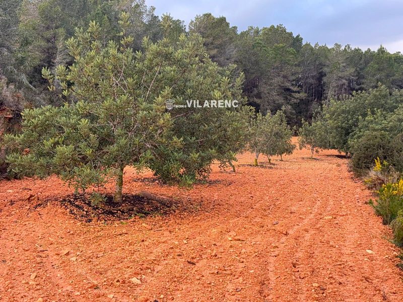 Parcela en venta Vallmoll, Tarragona. Ref: 1929. Finques Vilarenc