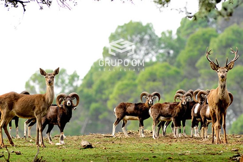 Plot for sale Ubeda, Jaén. Ref: 1225. Grupo GM Real Estate