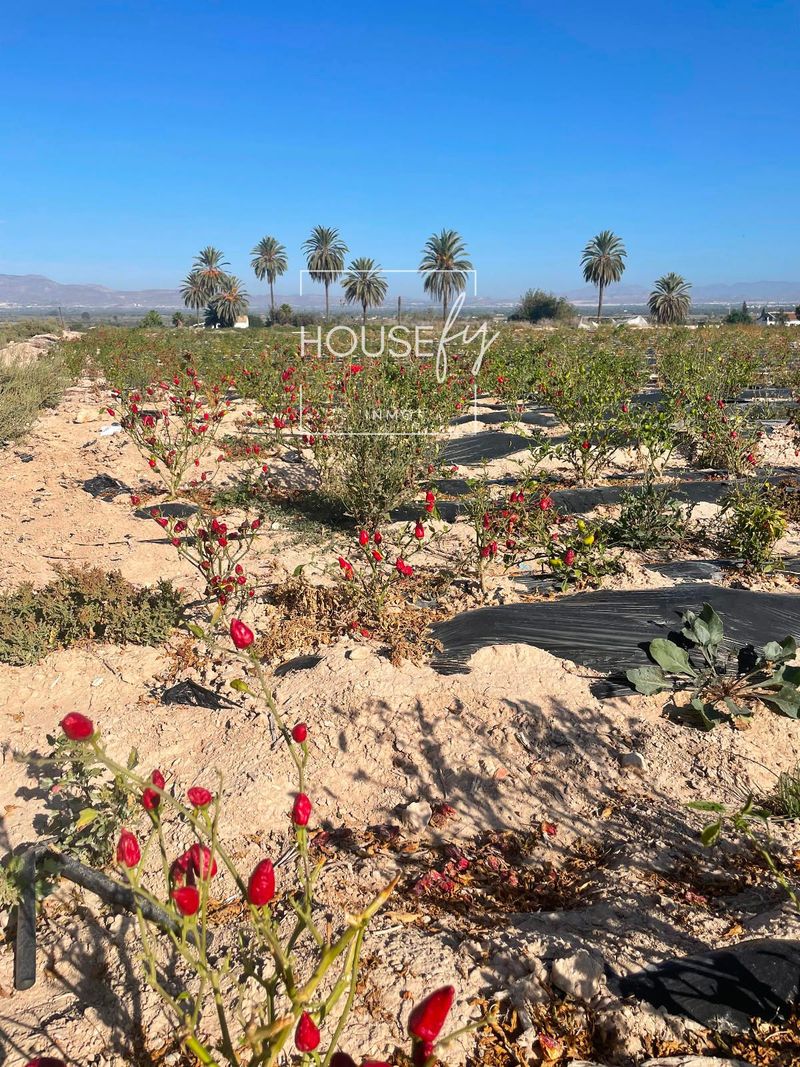 Parcela en venta Elche/Elx, Alicante. Ref: 1018. Inmo Housefy