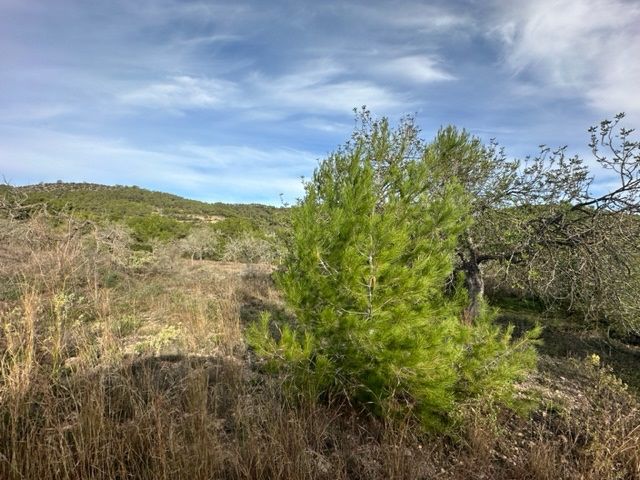 House in Sant Rafel - Image 2