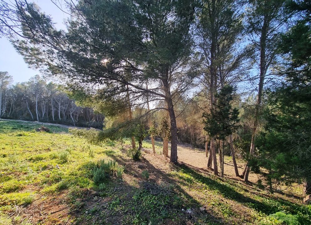 House in Santa Gertrudis de Fruitera - Image 3