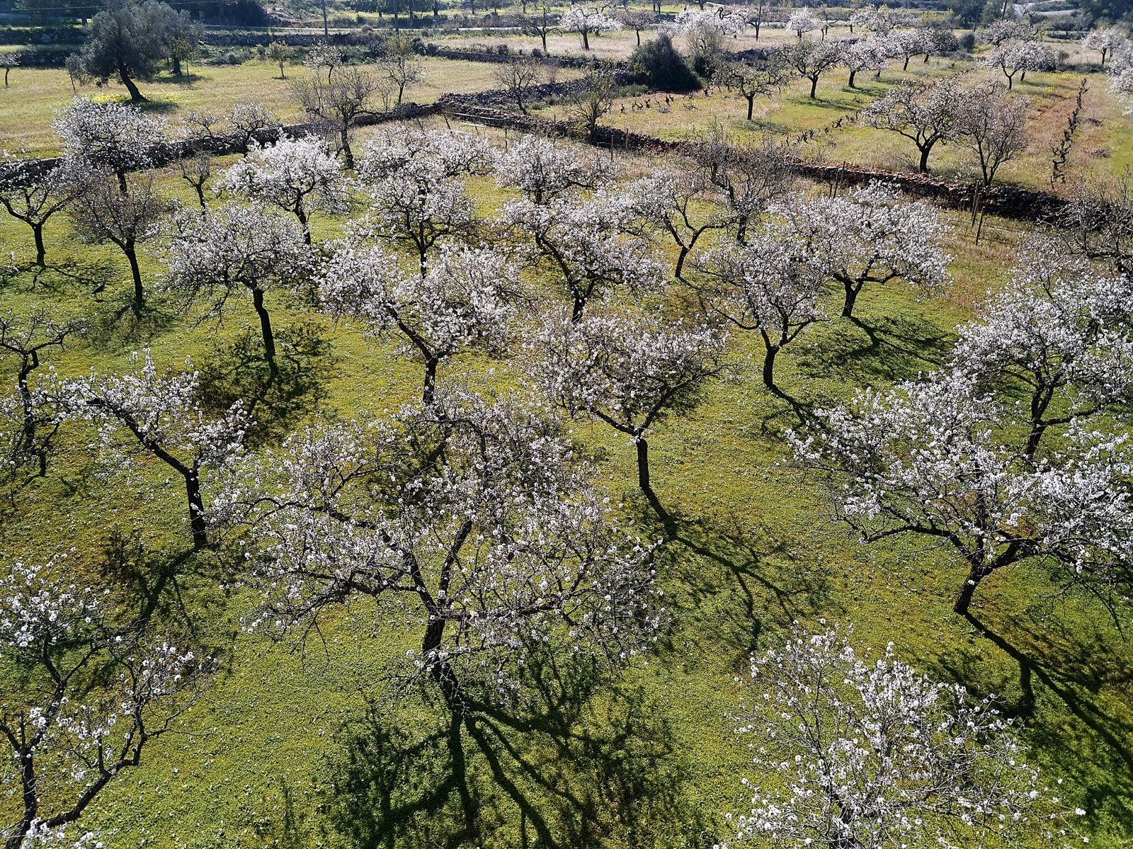 House in Sant Rafel - Image 2
