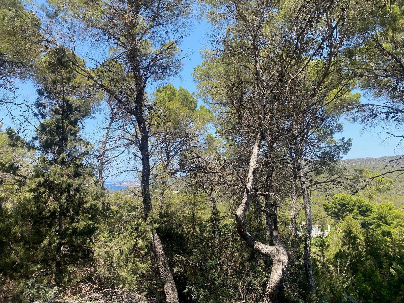 House in Sant Josep de sa Talaia - Image 2