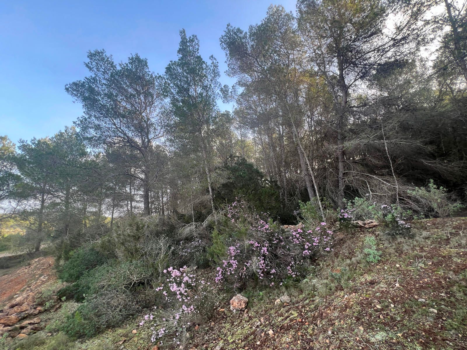 House in Santa Gertrudis de Fruitera - Image 2