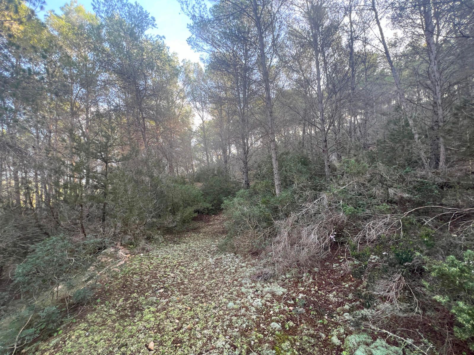 House in Santa Gertrudis de Fruitera - Image 3