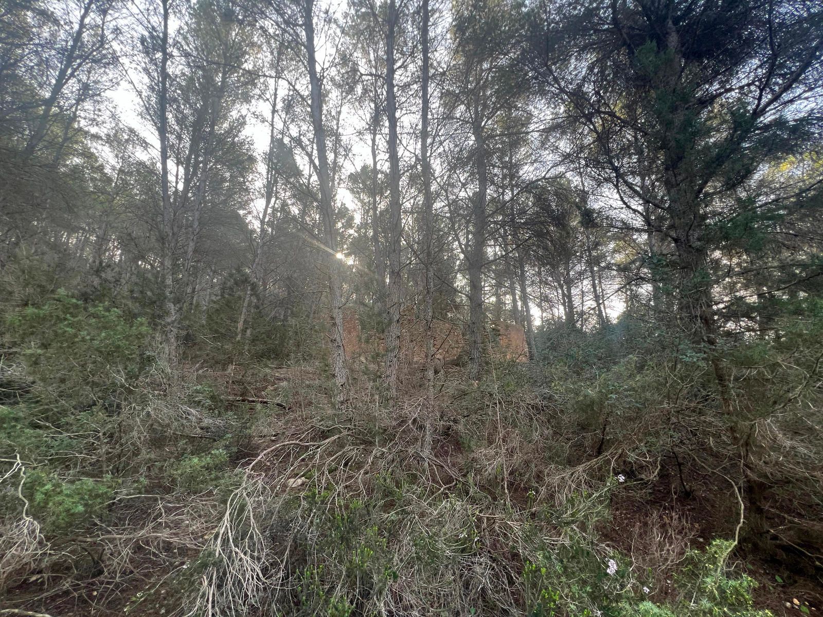 House in Santa Gertrudis de Fruitera - Image 4