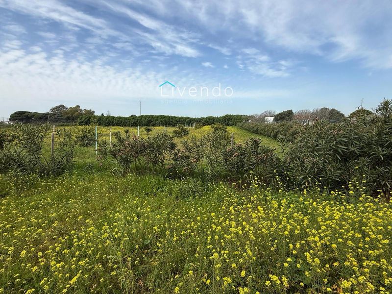 Parcela en venta Conil De La Frontera, Cádiz. Ref: 2374. Livendo Agencia Inmobiliaria