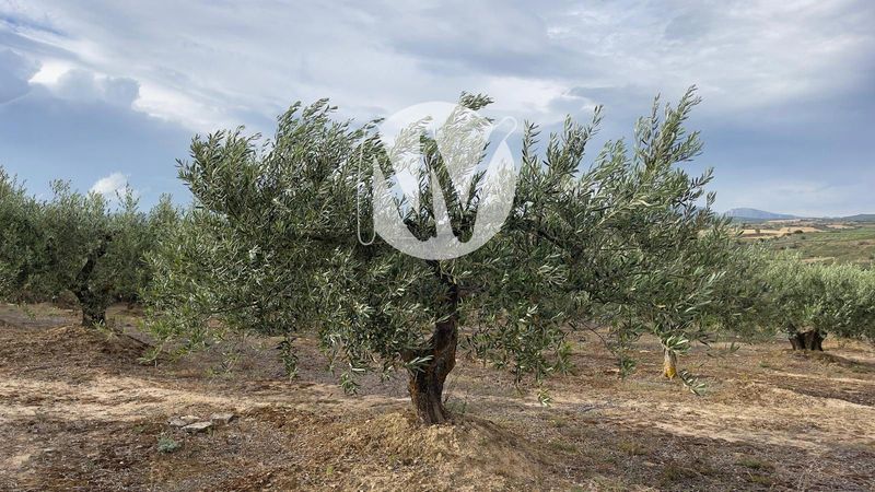 Parcela en venta Moreda De Alava, Álava. Ref: 1036. Inmobiliaria Navarro Villoslada